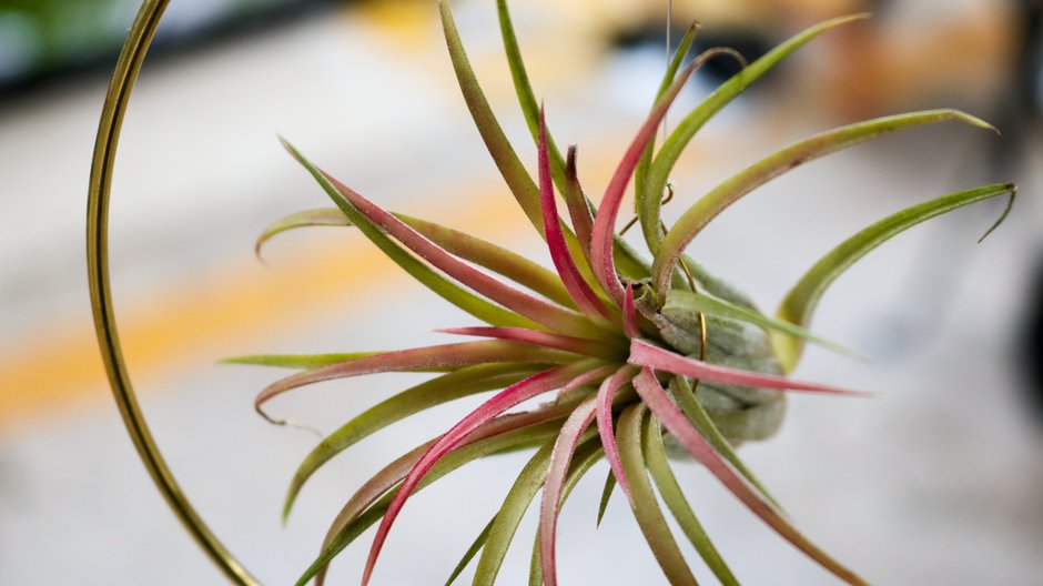 Tillandsia - Giray/stock.adobe.com