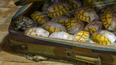 Zatrzymani w Tajlandii. Mieli ze sobą ponad tysiąc żółwi i 48 lemurów