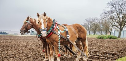 Konie w rolnictwie – przeżytek czy nowa moda?