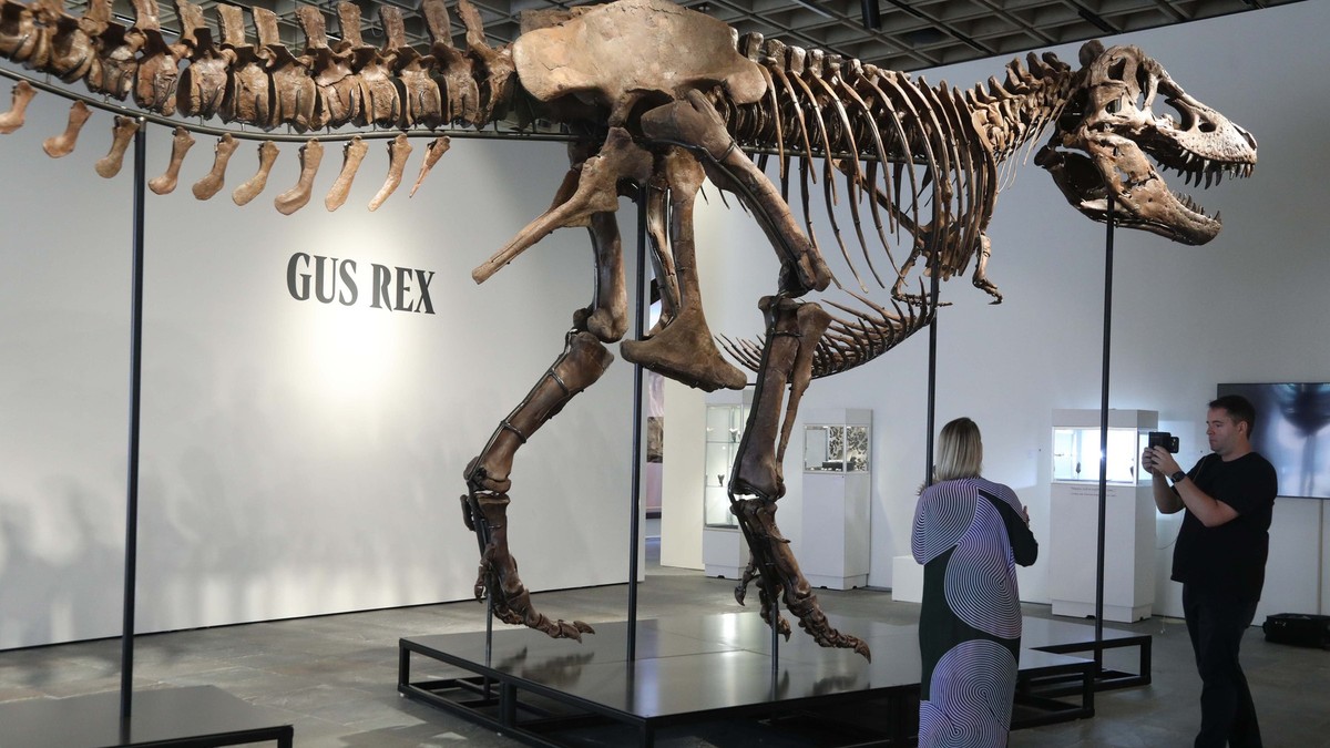 Skelet tiranosaurus reksa „Gas“