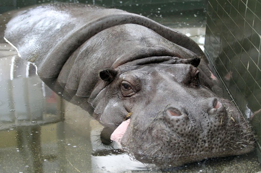 Chorzów. Brakuje hipopotamów w ogrodzie zoologicznym