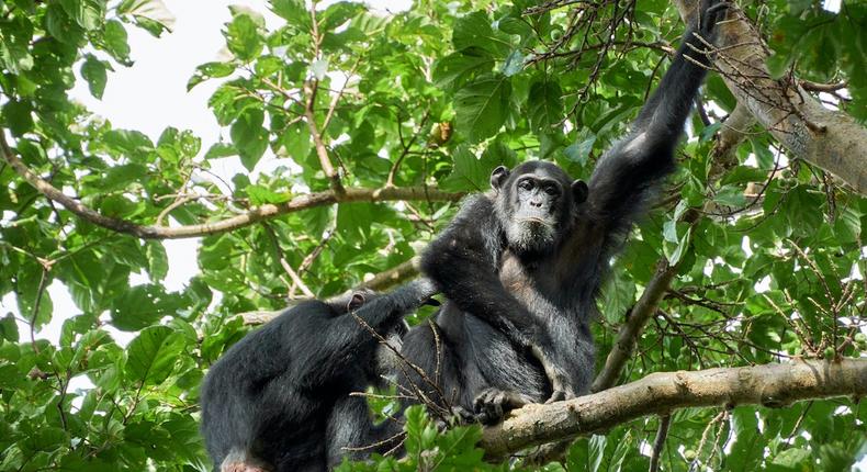 Two chimpanzees on a tree [Photo: Oscar Mugisha]