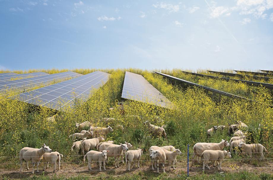 Agrofotowoltaika, czyli równoczesne wykorzystywanie gruntów na cele rolnicze i farmy PV, mocno rozwija się w Europie