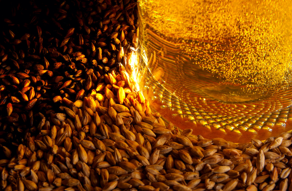 4. Do produkcji piwa używa się jęczmienia. NIEZUPEŁNIE