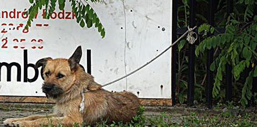 Suczka uwiązana na sznurze czekała na pomoc