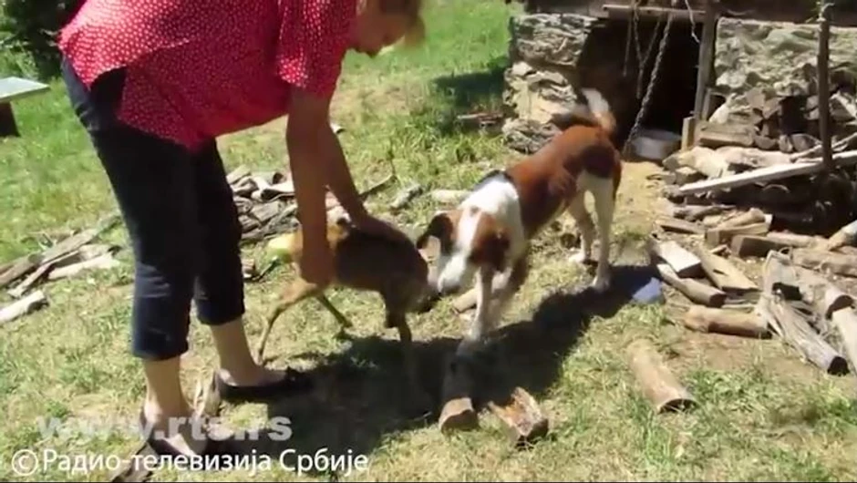 Pas i lane najbolji prijatelji