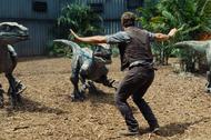 Welociraptory dinozaury Chris Pratt Jurassic World