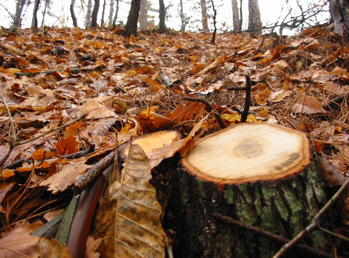 DZIENNIK ujawnia kulisy afery leśnej