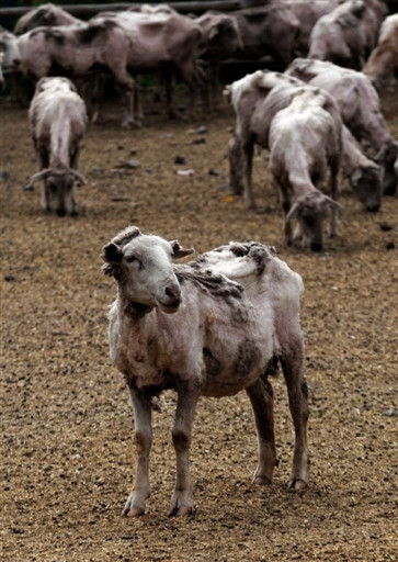 SHEEP CHILE SHARE