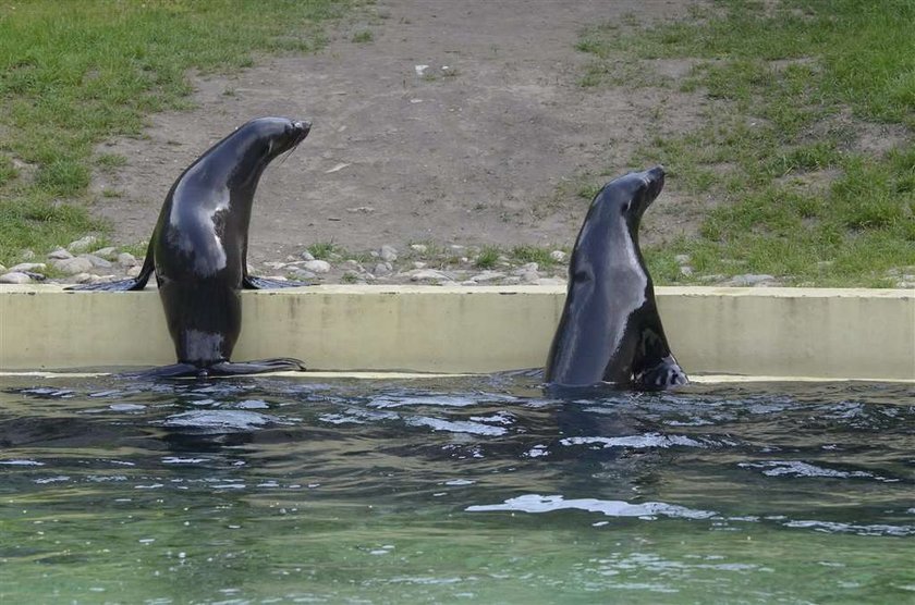 uchatka afrykańska, wrocław, zoo