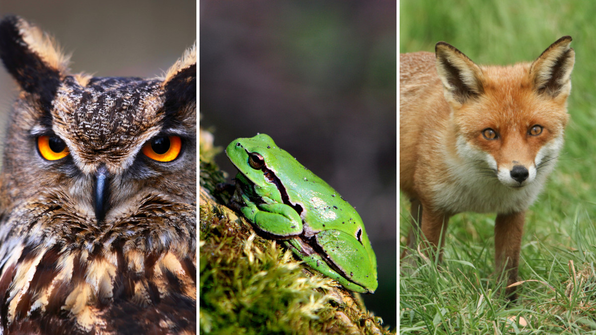 Co wiesz o zwierzętach polskich lasów? Morderczo trudny quiz