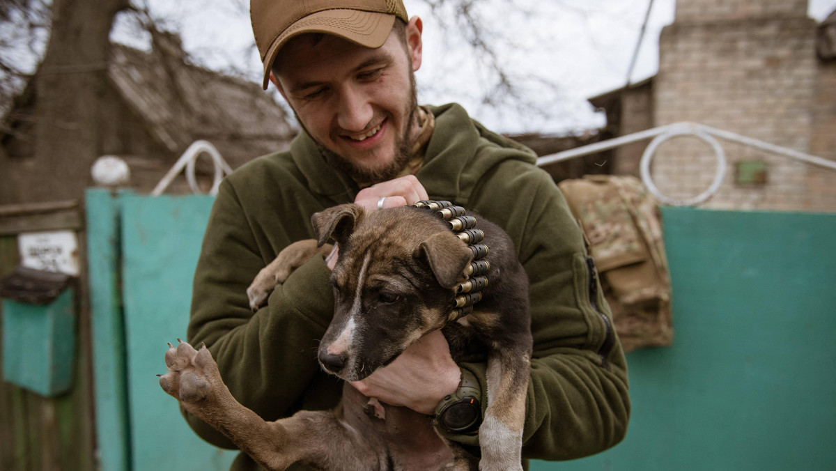 Psy i koty, wierni i cenni towarzysze w ukraińskich okopach