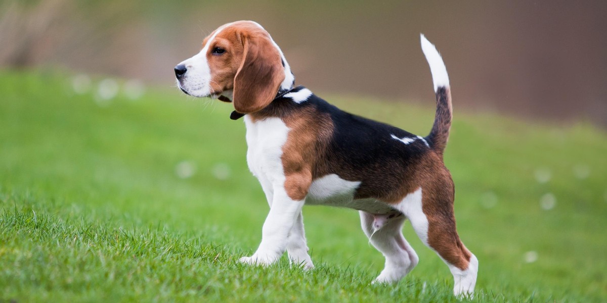 beagle