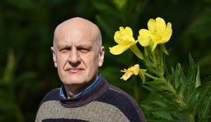 Žuti noćurak je biljka sa značajnim lekovitim svojstvima