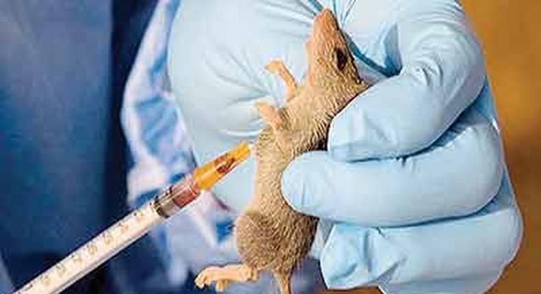 A rat is being used for test on the Lassa Fever virus.