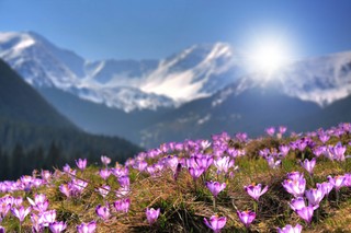 Pierwszy dzień wiosny 2024: Kiedy zaczyna się wiosna kalendarzowa, a kiedy astronomiczna?