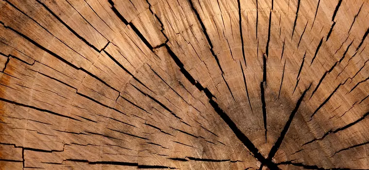 Naukowcy wymyślili sposób na stworzenie energii z drewnianej podłogi. Wykorzystuje... grzyby