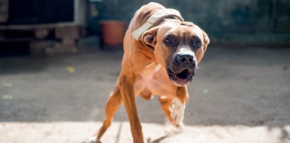 Karmiła dziecko, gdy rzucił się na nie amstaff. Pies poszarpał rocznego chłopczyka w Sulejowie