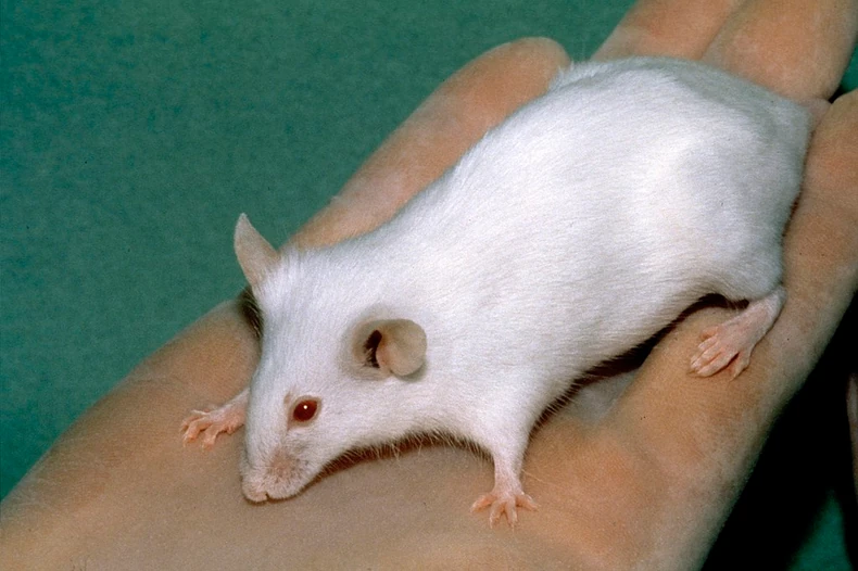 Tretman su napravili nakon ispitivanja na miševima