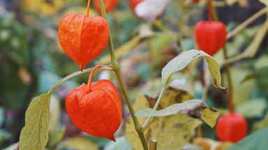 Miechunka jadalna - egzotyczny owoc do ogrodu i na balkon. Poznaj jej cenne właściwości