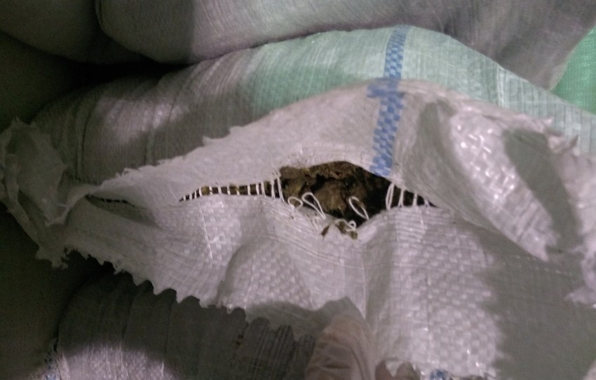 Rekordna zaplena marihuane