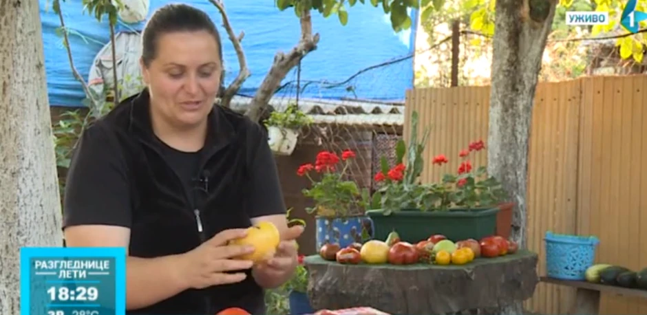 Paradajz u rukama vredne Vukice