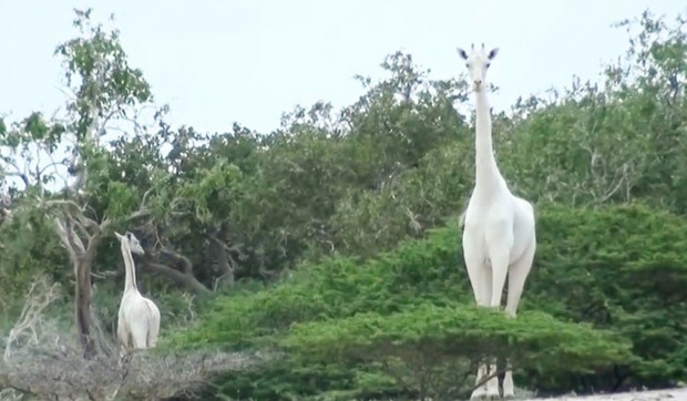 Albino bele žirafe