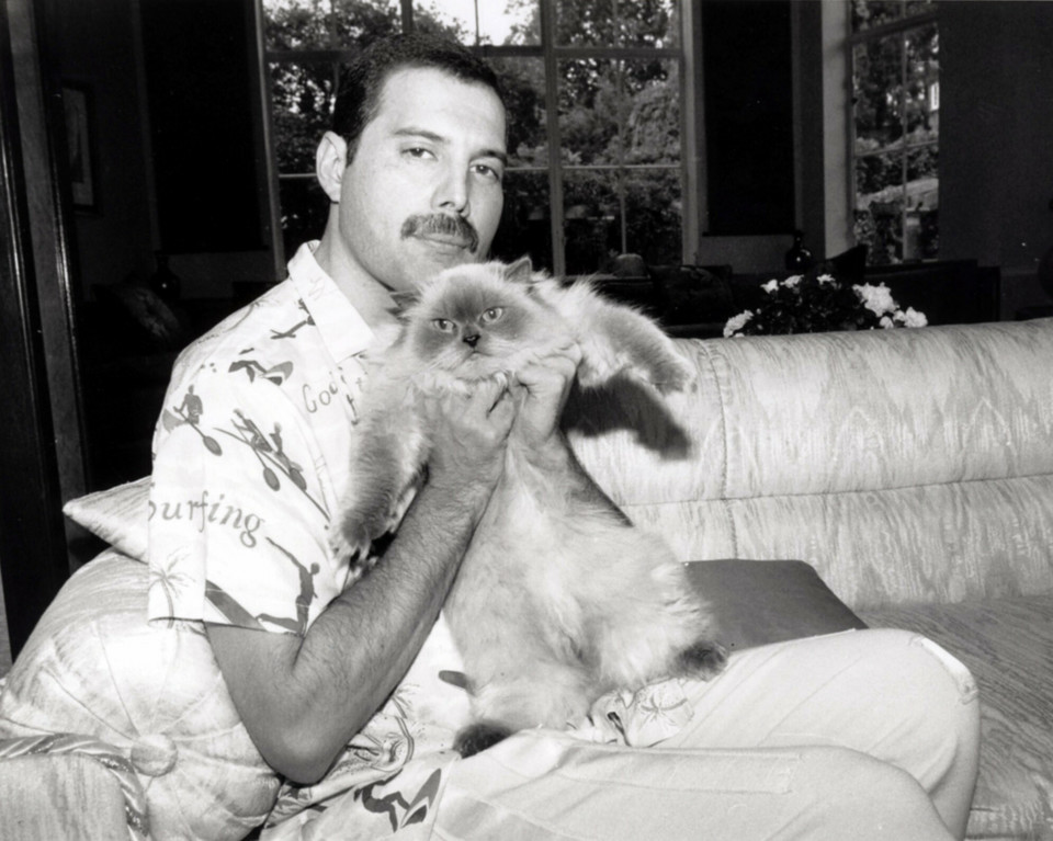 Sławni właściciele kotów: Freddie Mercury