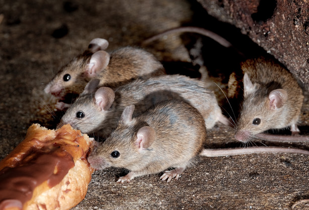 Sprawdzone sposoby na myszy w domu