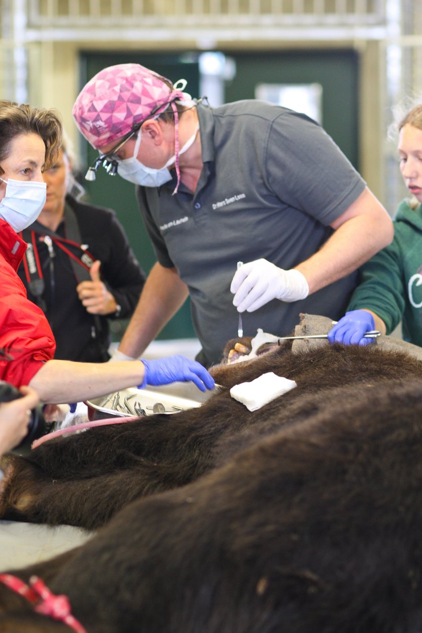 Niedźwiedzie z ZOO w Poznaniu przeszły zabieg stomatologiczny