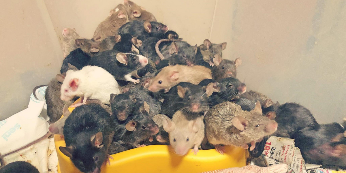 Myszy w mieszkaniu