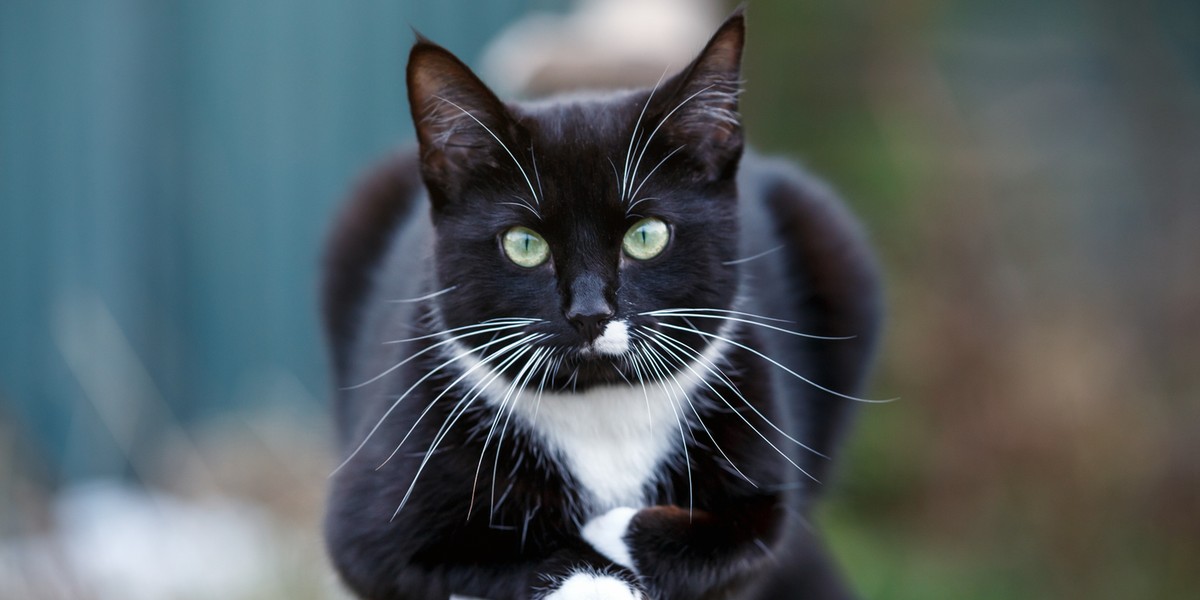 Portrait of a black and white cat sitting on fence.