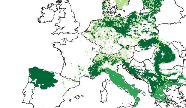 vuk, mapa