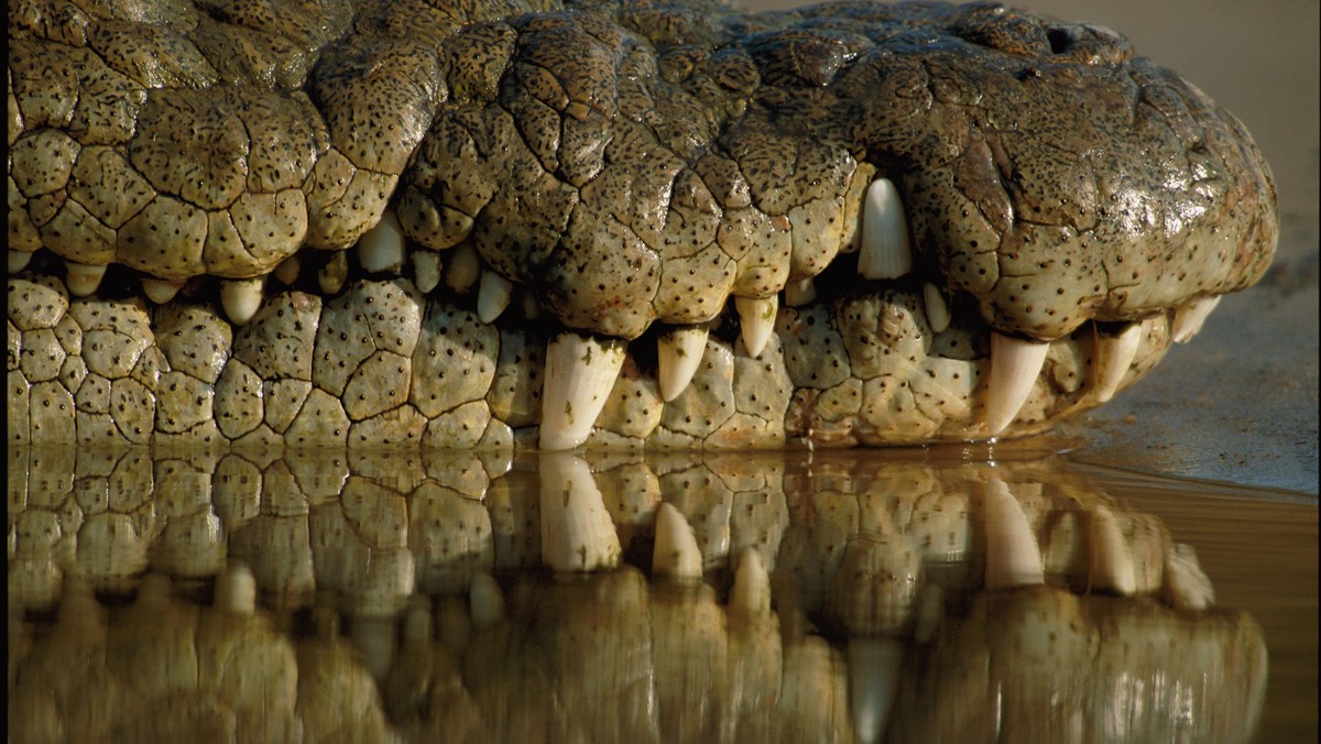 NILE CROCODILE