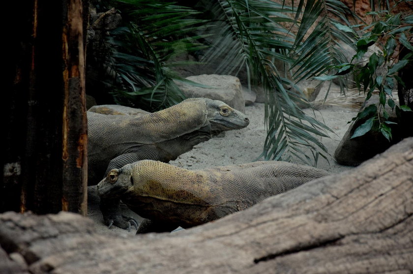 Stare Zoo w Poznaniu. Zbiórka roślin na wybieg dla waranów