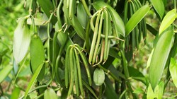 QUIZ Jak rośnie ta roślina? Pytania łatwe tylko pozornie