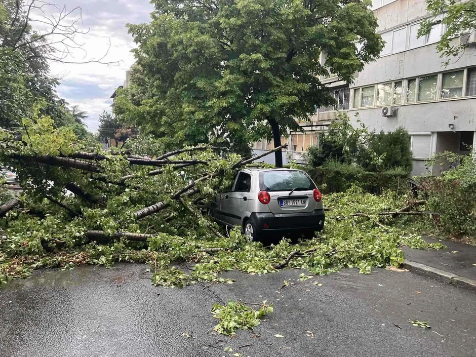Nevreme oborilo drveće