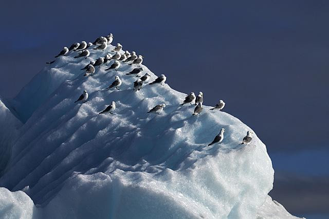 Galeria Wystawa polarnej fotografii przyrodniczej "Ptaki Spitsbergenu", obrazek 21