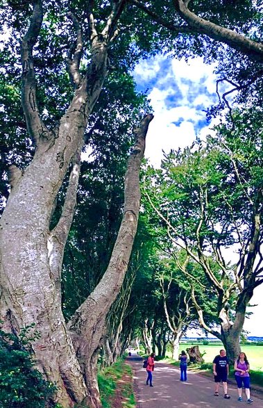 The Dark Hedges