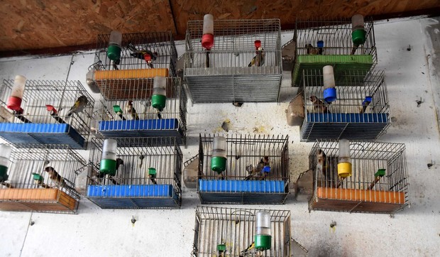 Češljugare u Subotici