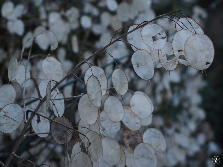 Miesiącznica roczna (Lunaria annua)