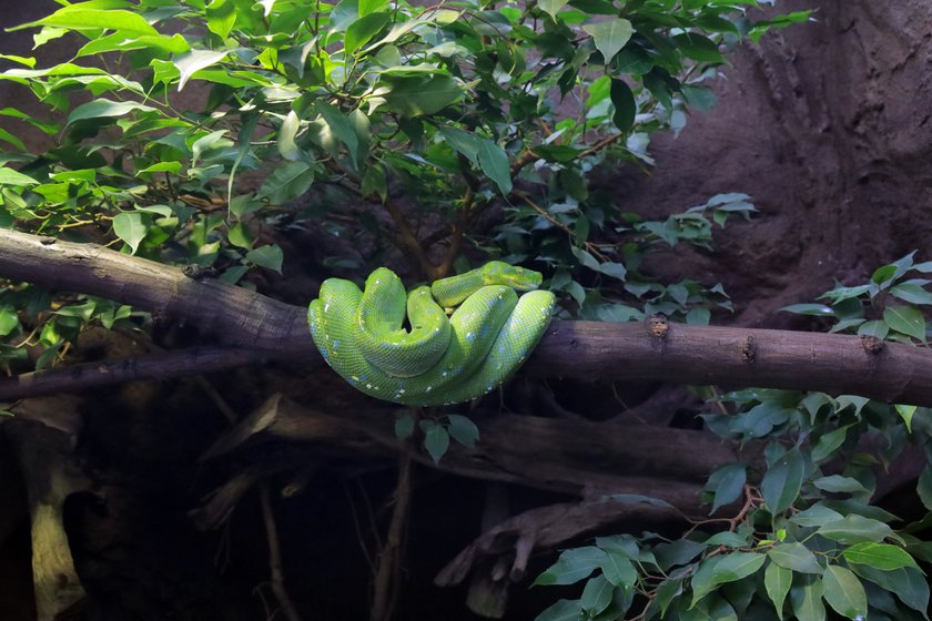 Gady i płazy z ZOO w Łodzi mają nowy dom