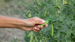 kiedy siać groch do gruntu? jest łatwy w uprawie, a te rośliny zapewnią mu zdrowy wzrost