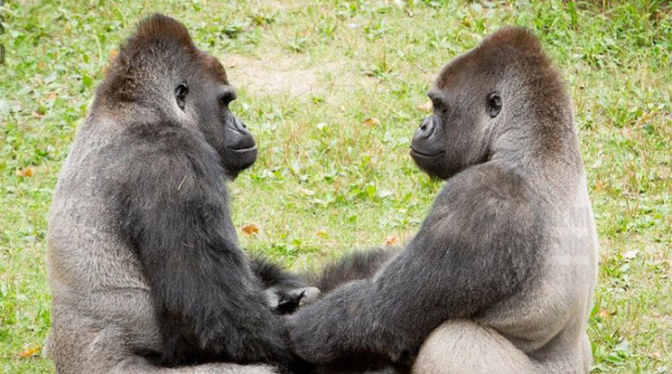 Eszméletlen jópofa a két gorilla