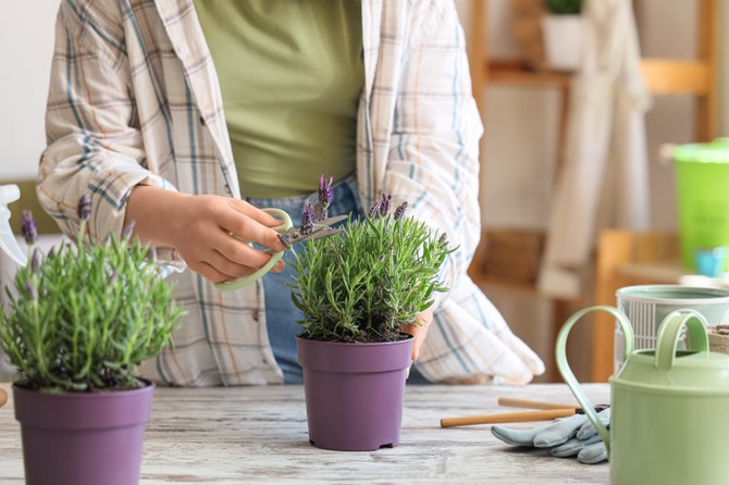 Lavanda