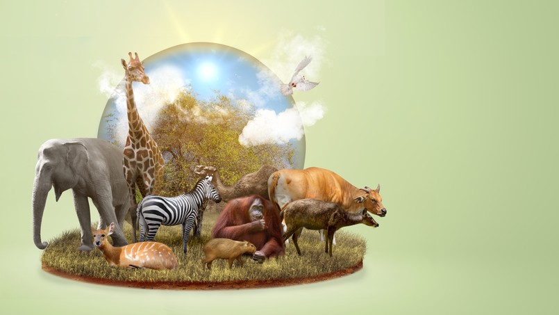 Quiz z biologii przyrody biologia przyroda Justyna P Animals,In,The,Wildlife.,World,Animal,Day,Concept