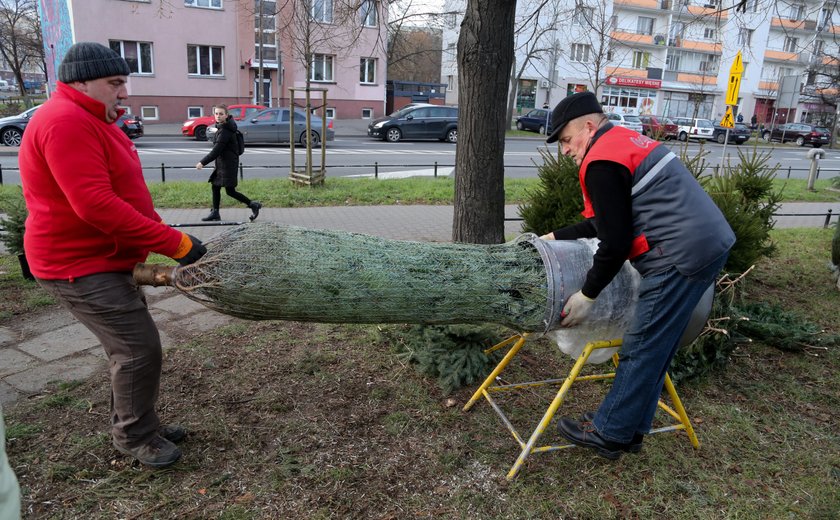 Tutaj kupisz świąteczne drzewko