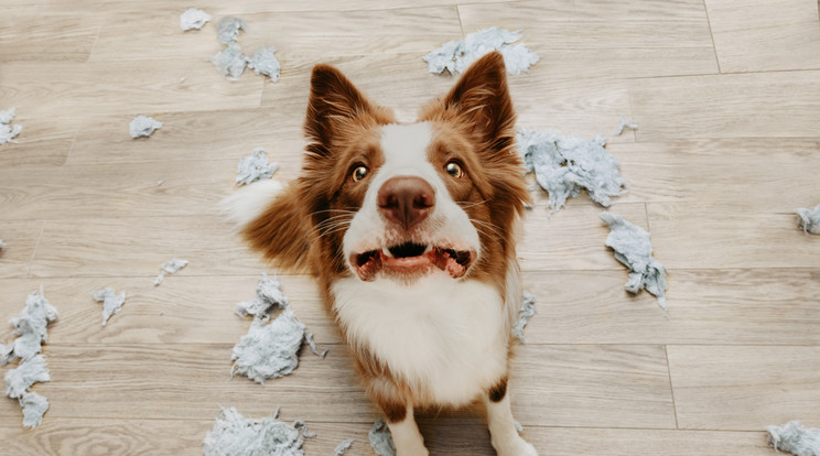 A kutyák rombolással vezetik le sokszor a szeparációs szorongás miatti feszültséget. Ne büntesse ilyenkor kedvencét, inkább tanítsa meg neki, hogyan legyen egyedül / Fotó: Shutterstock 