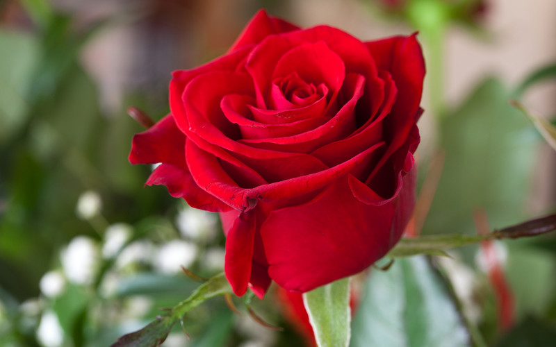 Róża - kwiat wiecznej młodości i miłości
