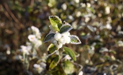 Niedzielny poranek z lokalnymi przymrozkami. PROGNOZA POGODY